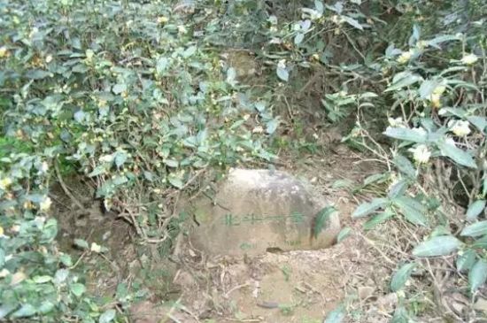 母樹大紅袍給誰喝了，為什么母樹大紅袍叫三棵六株？