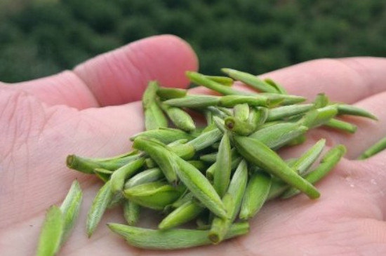 什么綠茶茶葉唇齒留香，哪個品種綠茶香氣好？