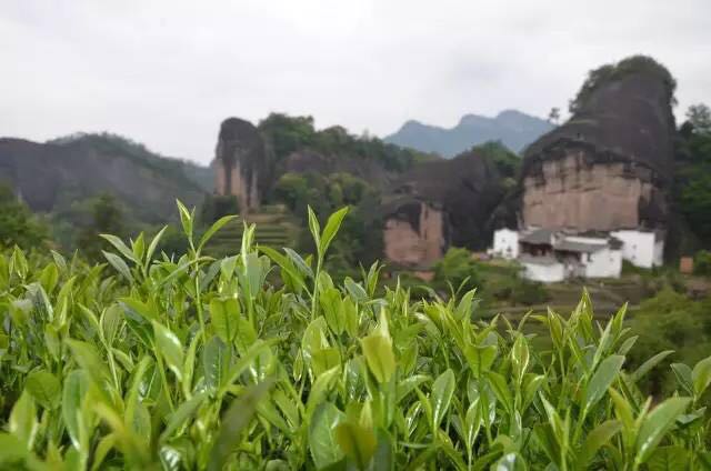 武夷山為什么盛產(chǎn)茶葉，武夷山茶為什么好喝？