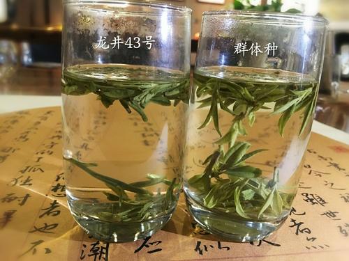 烏牛早和龍井的區(qū)別圖片，龍井43號(hào)和烏牛早茶的對比