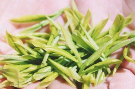 龍井是明前的好還是雨前的好，明前茶和雨前茶哪個好喝？