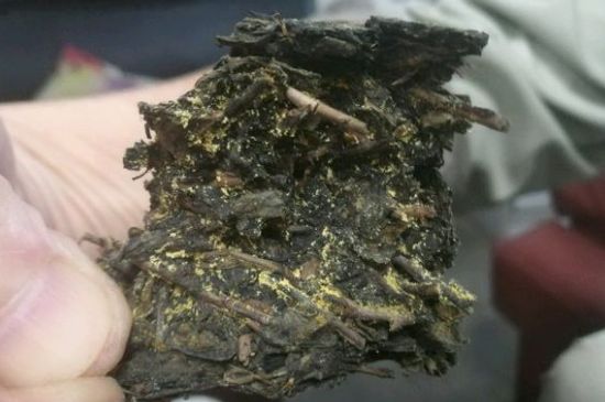 伏茶里的金花是黃曲霉素嗎，金花茯茶里的是什么菌