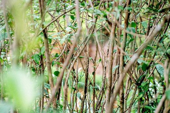 荒野銀針有什么特點，荒野銀針的味道口感咋樣？