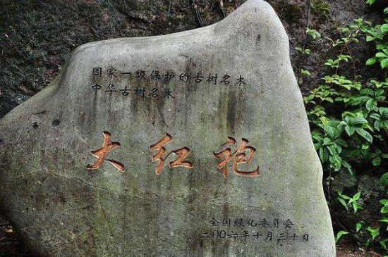 母樹大紅袍給誰喝了，為什么母樹大紅袍叫三棵六株？