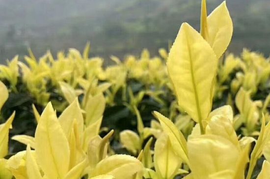 茶中奇葩黃金芽，安吉白茶中黃金芽的特點