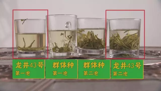 烏牛早和龍井的區(qū)別圖片，龍井43號(hào)和烏牛早茶的對比