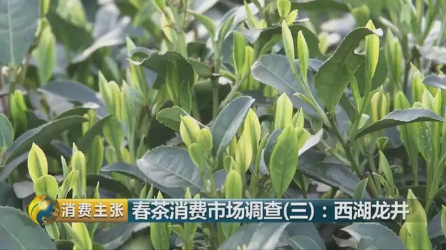 龍井群體種和43號的區(qū)別圖片，龍井43和群體種哪個(gè)好喝？