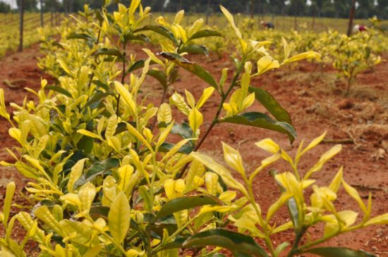 茶中奇葩黃金芽，安吉白茶中黃金芽的特點