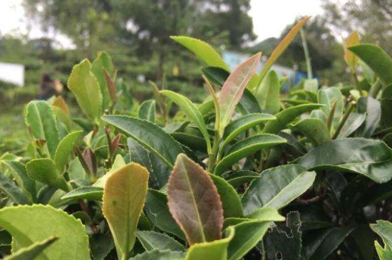 43號龍井屬于好茶嗎，龍井茶43號是什么意思？