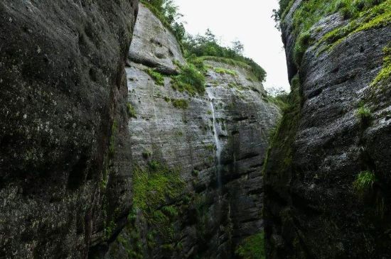母樹大紅袍給誰喝了，為什么母樹大紅袍叫三棵六株？