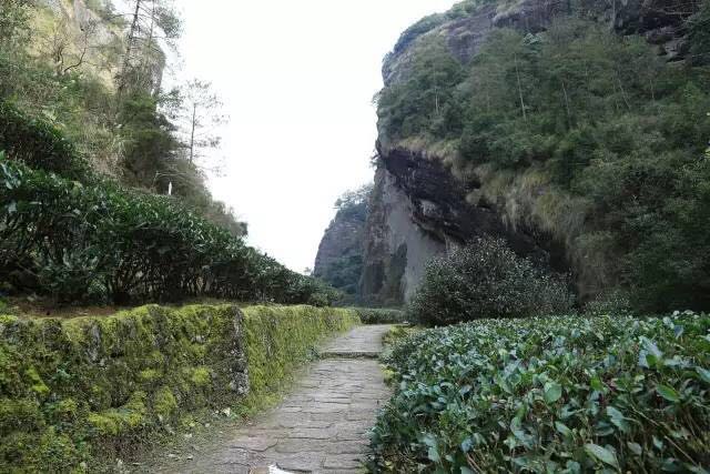 武夷山為什么盛產(chǎn)茶葉，武夷山茶為什么好喝？
