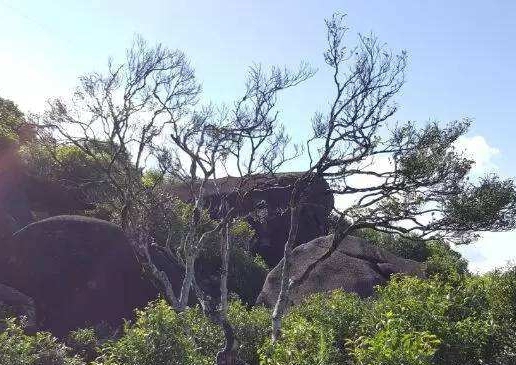 宋種一號(hào)價(jià)值為什么高，鳳凰單樅宋種1號(hào)價(jià)格與產(chǎn)量多少？