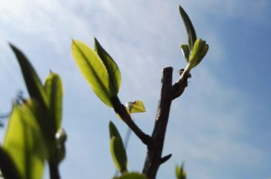 潮安鳳凰單叢十大名樅是什么，烏崠十大古樹名香品種介紹