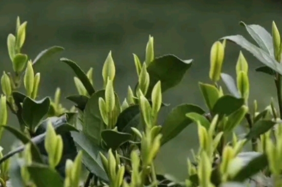 什么是雪前龍井茶，明前、雨前、雨后龍井有什么區(qū)別？