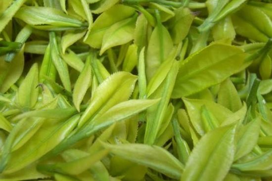 茶中奇葩黃金芽，安吉白茶中黃金芽的特點