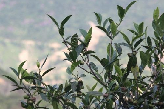 單叢茶十大香型以及常見品種大全，潮安鳳凰單樅十大名香歸類