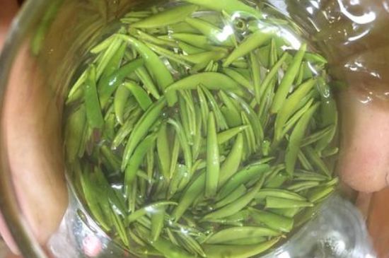 雀舌有一股青草味，雀舌為什么有青草味？