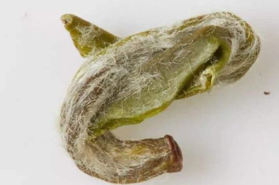 羊巖勾青是綠茶嗎，羊巖勾青茶屬于什么茶？