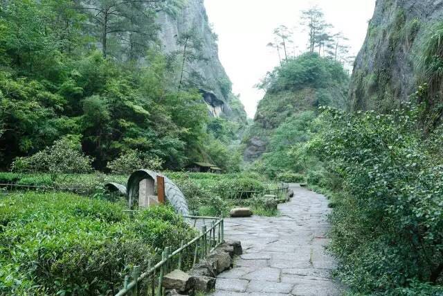 武夷山為什么盛產(chǎn)茶葉，武夷山茶為什么好喝？