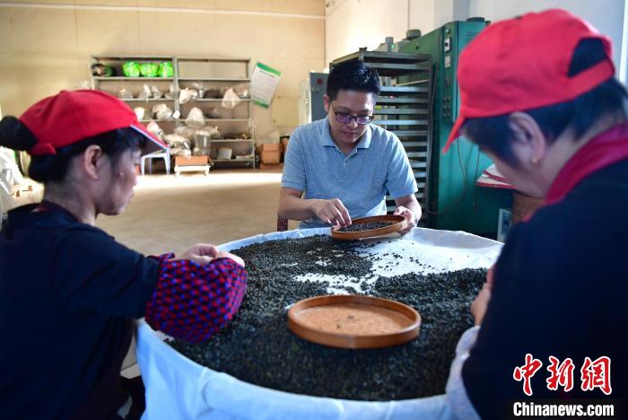 圖為張?jiān)涝谏a(chǎn)車間內(nèi)與工人一起查看茶葉品質(zhì)?！埍?攝