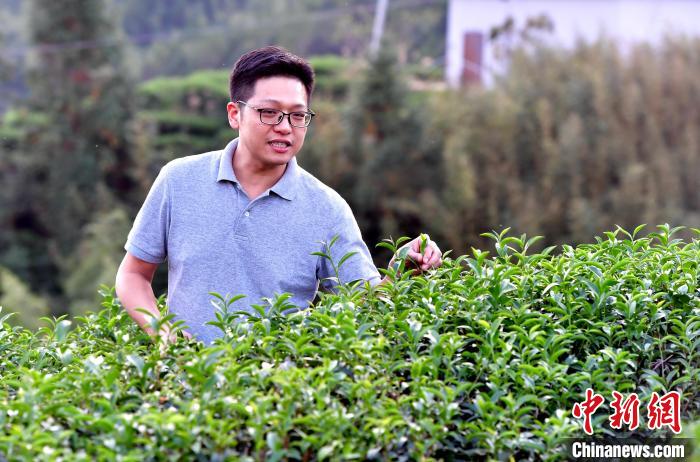 “臺(tái)二代”張?jiān)栏＝ㄉ钌椒N茶十年：“來(lái)了，就對(duì)了”